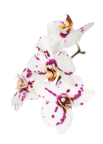 Orchideebloemen — Stockfoto