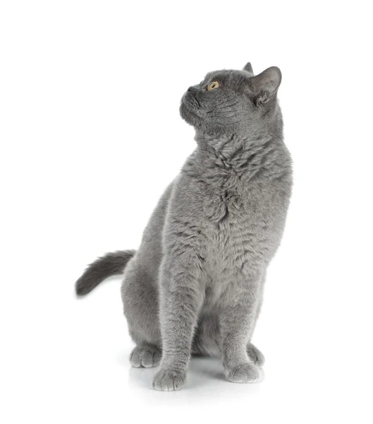 Sitting grey cat — Stock Photo, Image