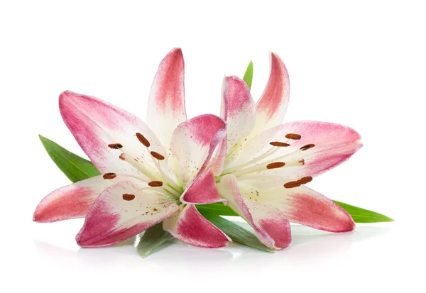 Twee roze lily — Stok fotoğraf