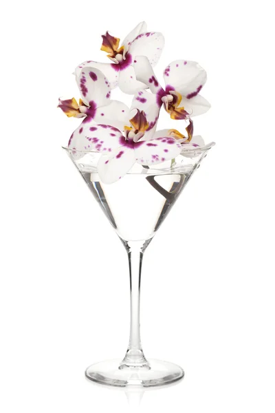 Květy orchidejí v koktejlové sklenice — Stock fotografie