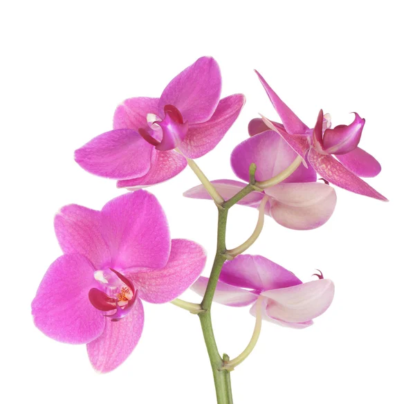 Ροζ λουλούδια ορχιδέας — Φωτογραφία Αρχείου