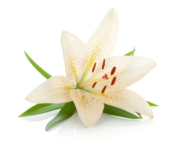 White lily — Stock Photo, Image