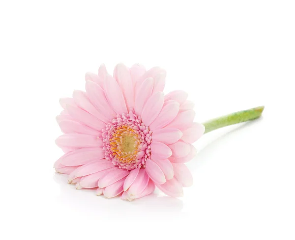 Liegen roze gerbera bloem — Stockfoto