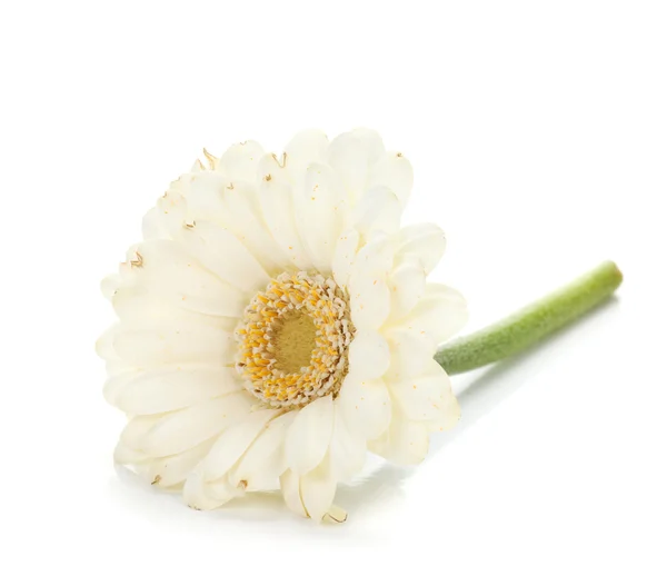 Liggande vit gerbera blomma — Stockfoto