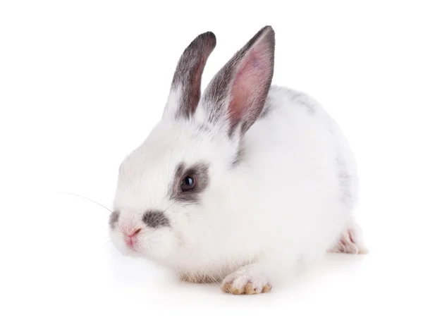 Small rabbit — Stock Photo, Image