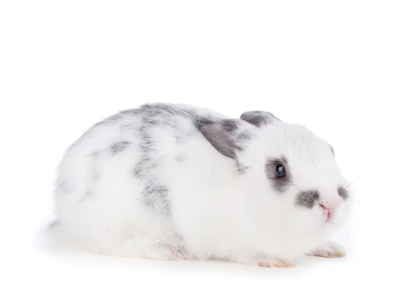 Small rabbit — Stock Photo, Image