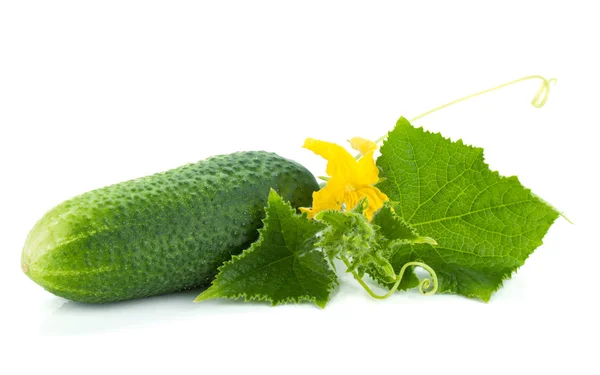 Ripe cucumber fruit with leaves and flower — Stock Photo, Image