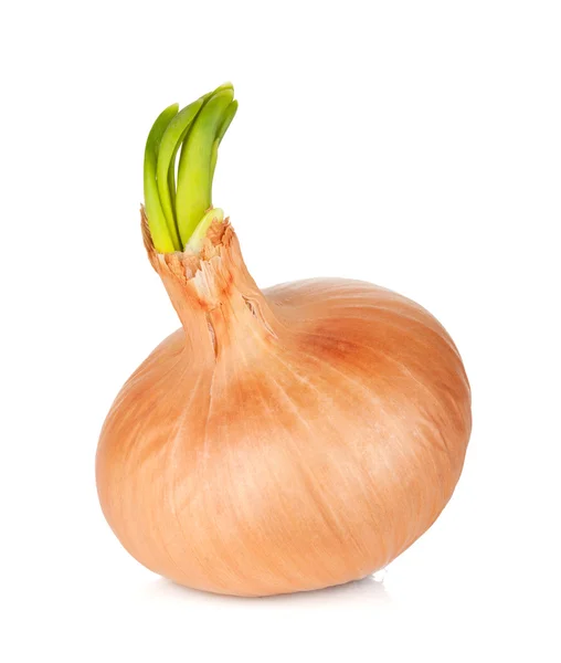 Fresh ripe onion — Stock Photo, Image