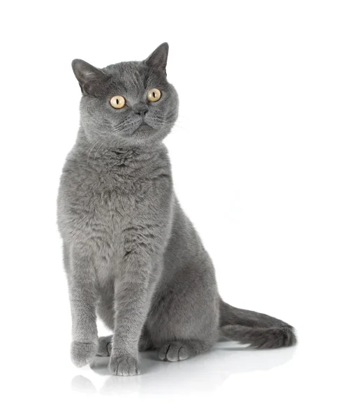 Sitzende graue Katze — Stockfoto