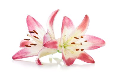 twee roze lily