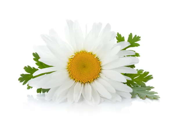 Chamomile flower with leaves — Stock Photo, Image