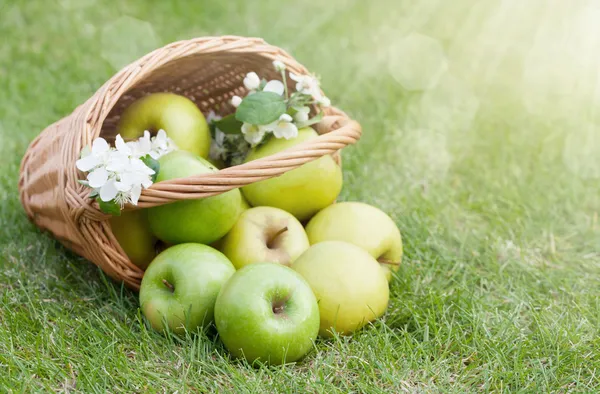 Ripe green apples in basket — Stock Photo, Image