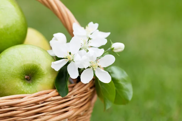 Mogna gröna äpplen i korgen — Stockfoto