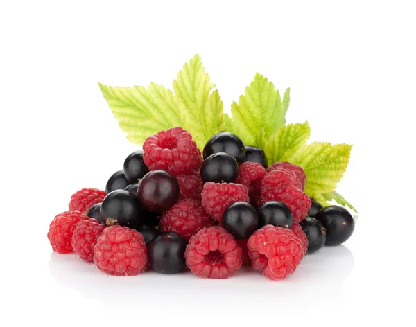 Black currant and raspberry — Stock Photo, Image