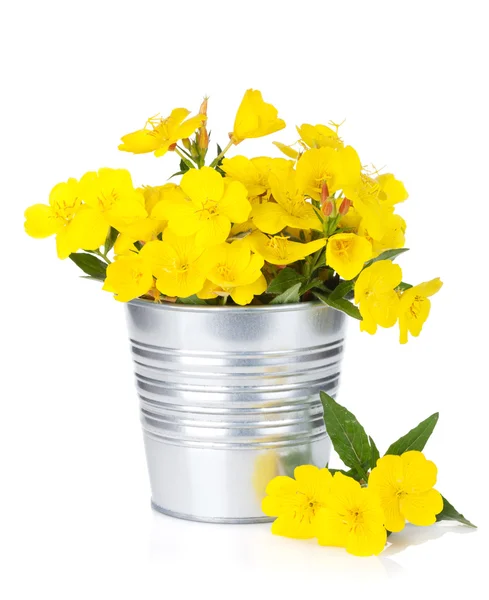 Žluté květy v kbelíku — Stock fotografie