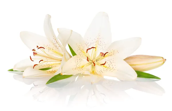 Two white lily flowers Stock Image