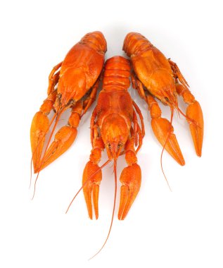 Üç haşlanmış crayfishes