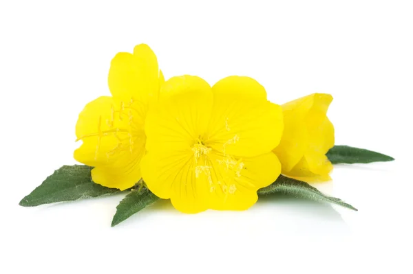 Fiori gialli — Foto Stock