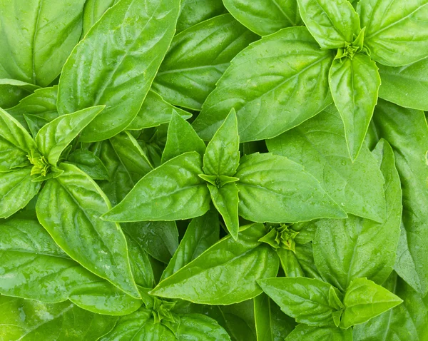 Fresh green basil leaves — Stock Photo, Image