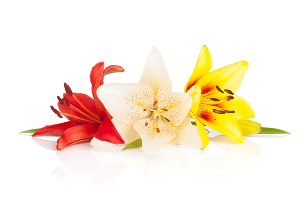 Colorful lily flowers — Stock Photo, Image