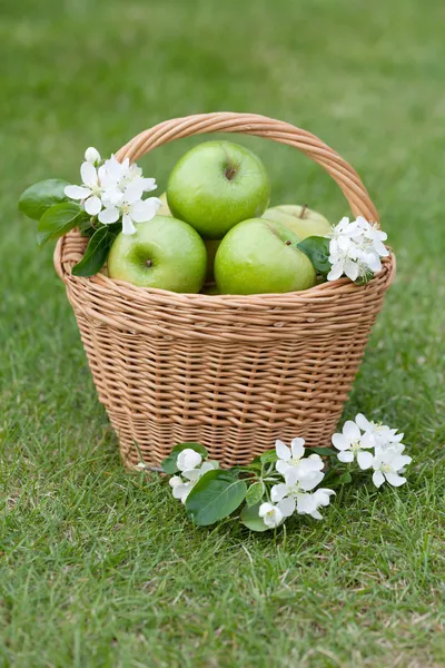 Zralé zelená jablka do koše — Stock fotografie