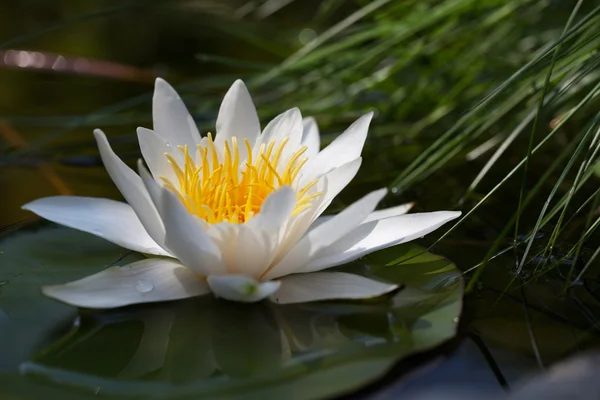 Lirio de agua — Foto de Stock