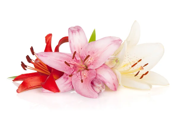 Kleurrijke lily bloemen — Stockfoto