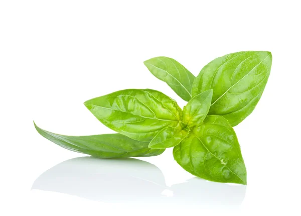 Fresh basil — Stock Photo, Image