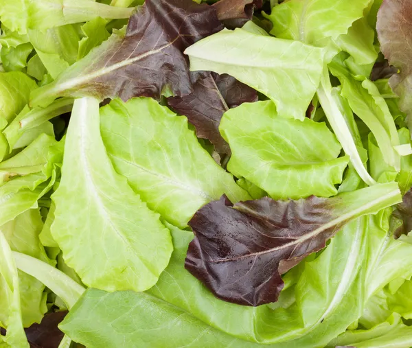 Feuilles de salade fraîches mélangées — Photo