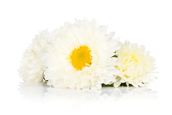 Kwiaty białe aster — Zdjęcie stockowe