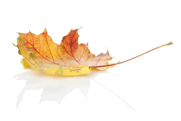 Feuille d'érable d'automne colorée — Photo