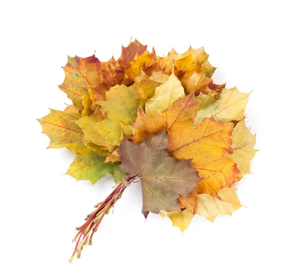 カラフルな秋カエデの葉の束 — ストック写真