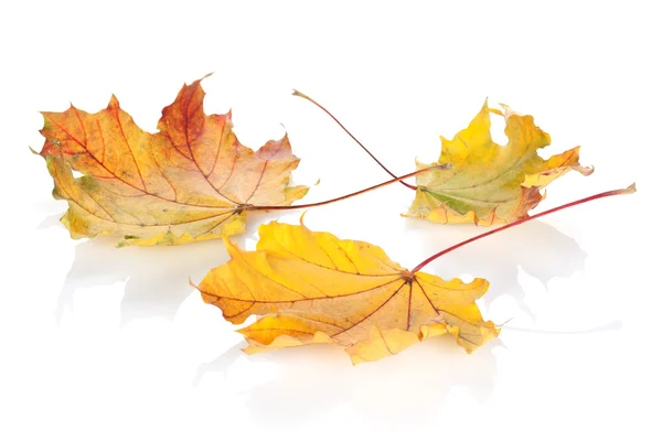 Барвисті осінні кленові листя — стокове фото