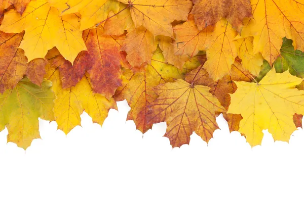 Colorful autumn maple leaves — Stock Photo, Image