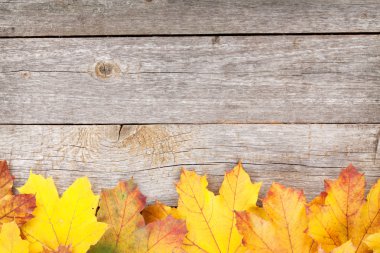 Renkli sonbahar akçaağaç yaprakları