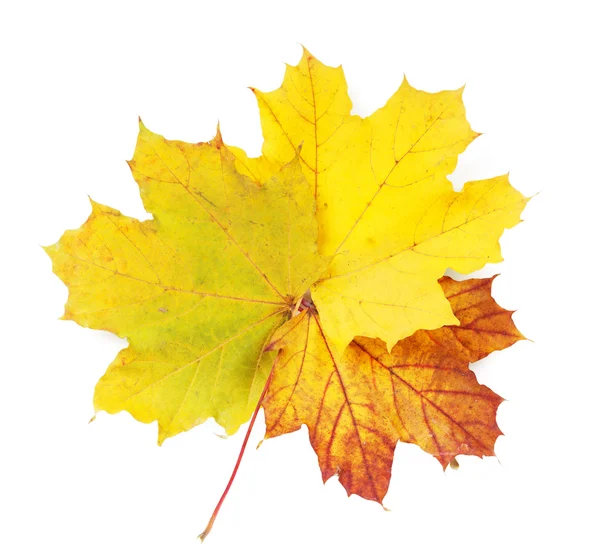Kleurrijke herfst esdoorn bladeren — Stockfoto