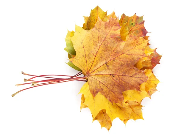 Barevné podzimní javorové listy — Stock fotografie