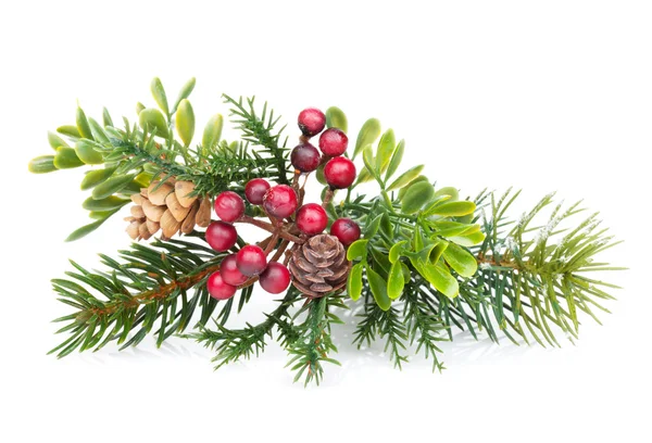 Christmas tree branch with holly decor — Stock Photo, Image