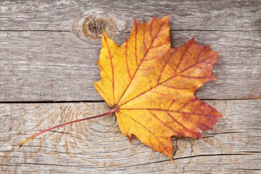 renkli sonbahar akçaağaç yaprağı