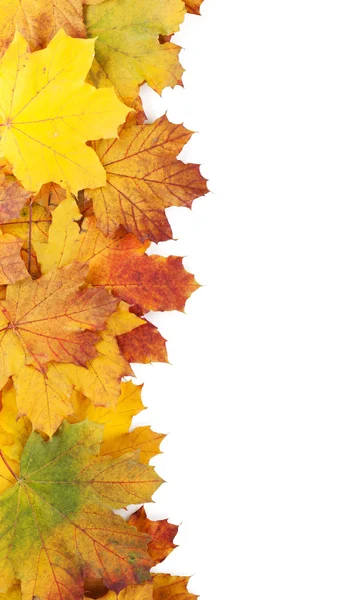 Autumn maple leaves frame — Stock Photo, Image