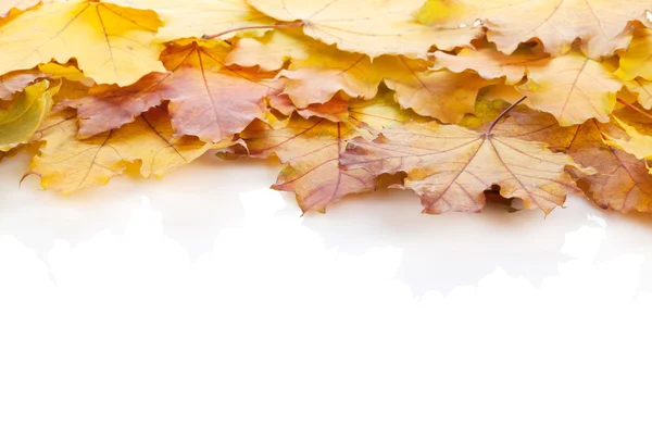 Autumn maple leaves frame — Stock Photo, Image