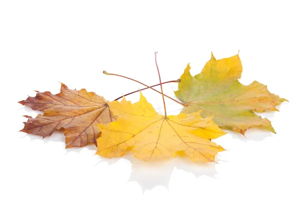Bunte Blätter des Herbst-Ahorns — Stockfoto