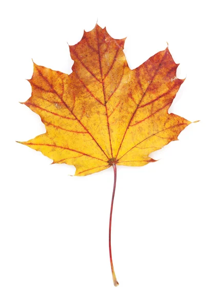 Folha de bordo de outono colorido — Fotografia de Stock