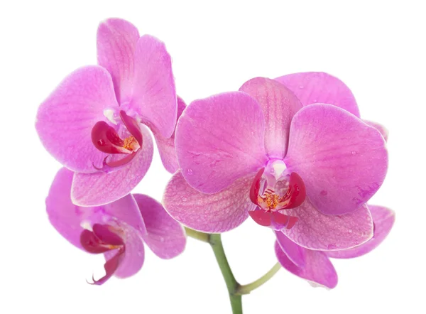 Pink orchid flowers — Stock Photo, Image