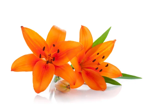 Iki portakal lily — Stok fotoğraf