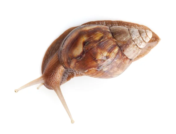 Snail — Stock Photo, Image