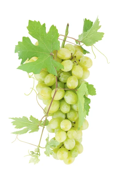 Fresh ripe grapes — Stock Photo, Image