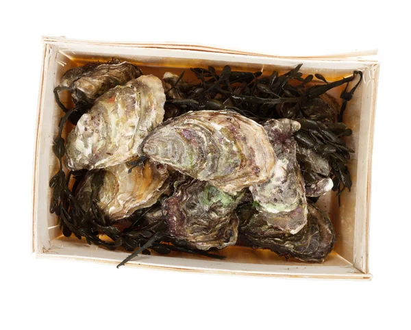 Oysters box — Stock Photo, Image