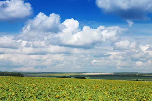 Żółte pole słoneczników i jasne błękitne niebo — Zdjęcie stockowe