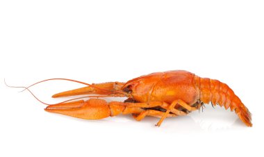 haşlanmış kerevit